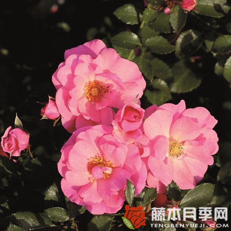 米拉托月季 米拉托月季