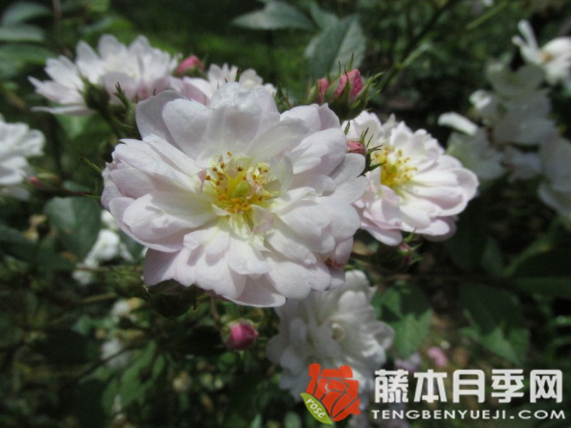 桑利总裁月季优缺点 桑利总裁月季优缺点