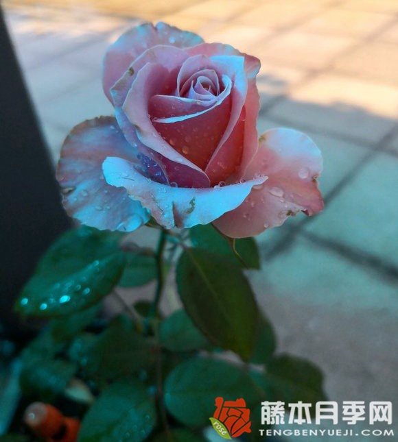 虎睛石月季优缺点 虎睛石月季优缺点