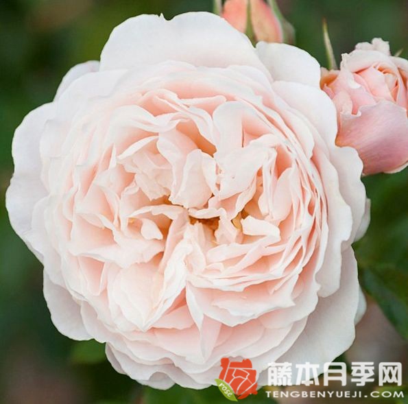 片刻月季优缺点 片刻月季优缺点
