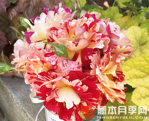 尼梅特月季优缺点 尼梅特月季优缺点