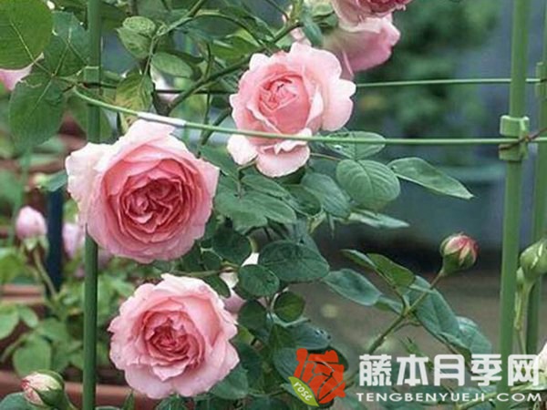 藤本历史月季优缺点 藤本历史月季优缺点