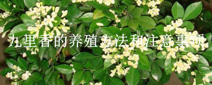 九里香的养殖方法和注意事项(详细解答) 九里香的养殖方法和注意事项(详细解答)