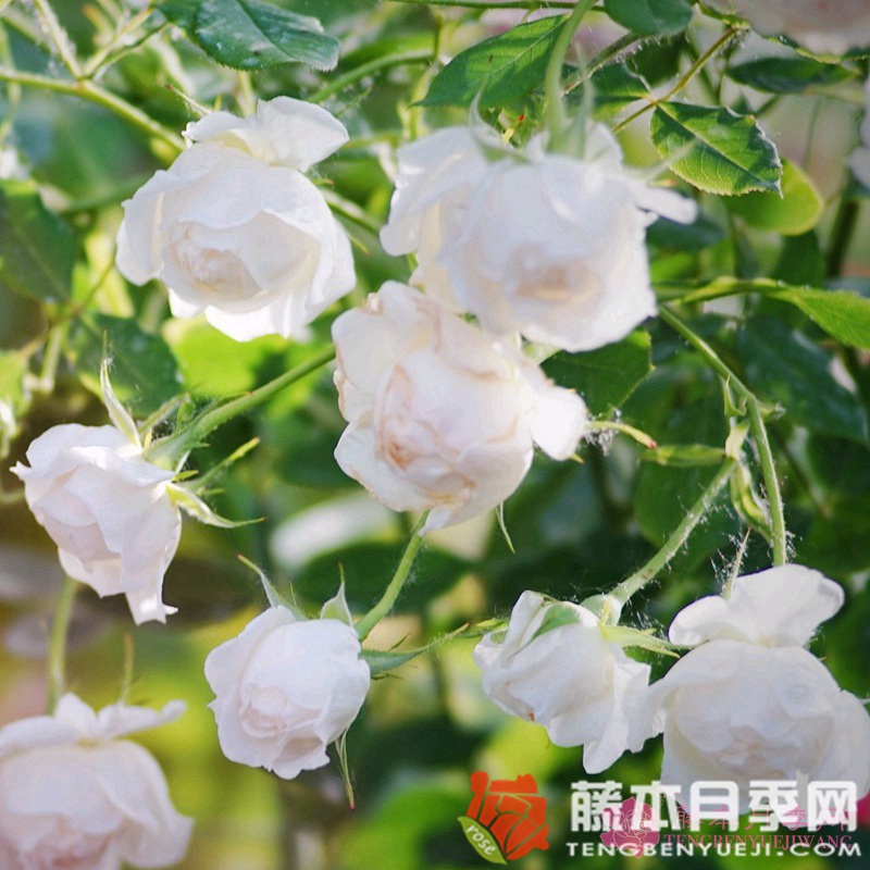 小抒情曲月季优缺点 小抒情曲月季优缺点