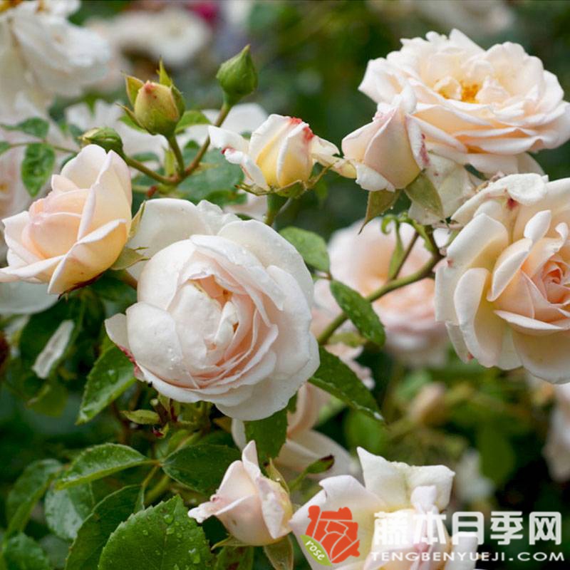 玛婷吉洛月季优缺点 玛婷吉洛月季优缺点