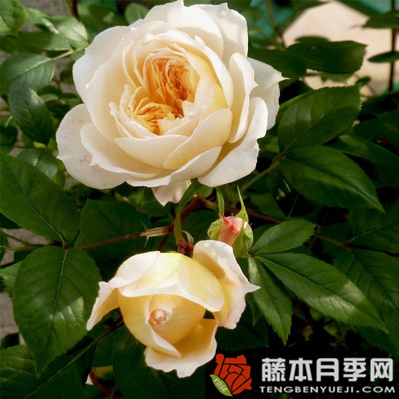 马克夏邦杰月季优缺点 马克夏邦杰月季优缺点