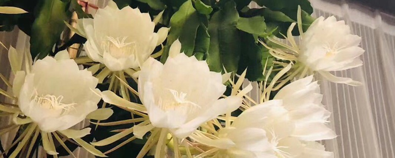 昙花开花时间大约有多久 昙花开花时间大约有多久