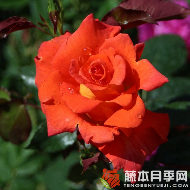 莫妮卡月季 莫妮卡Monica