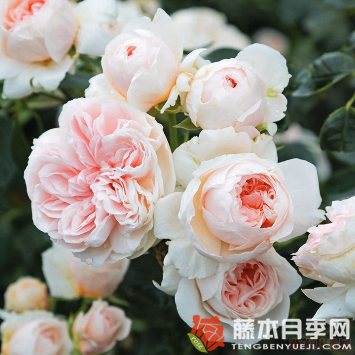萨布丽娜月季优缺点 萨布丽娜月季优缺点