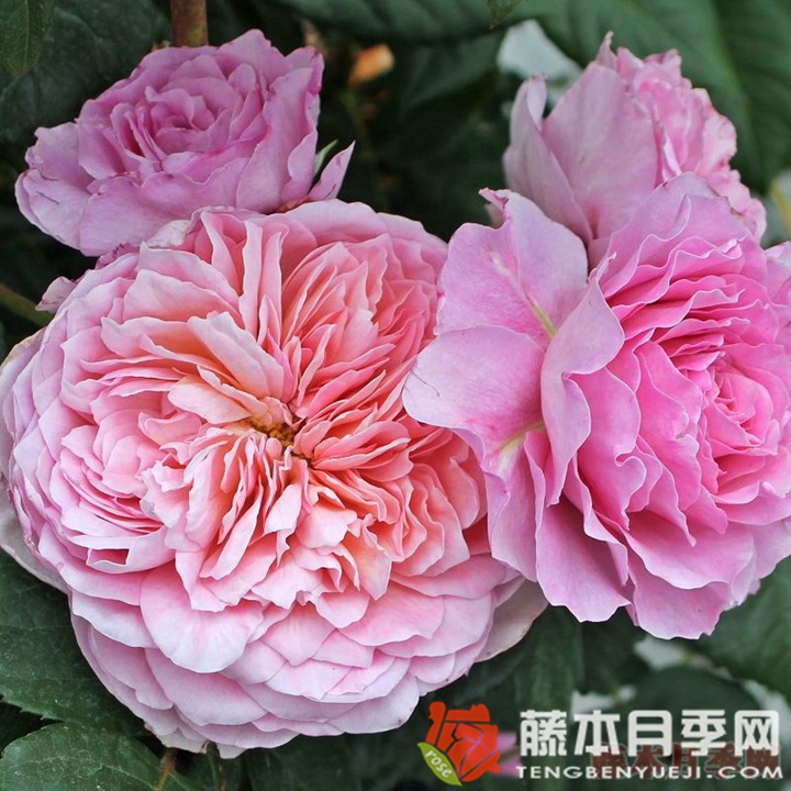 翠鸟月季优缺点 翠鸟月季优缺点