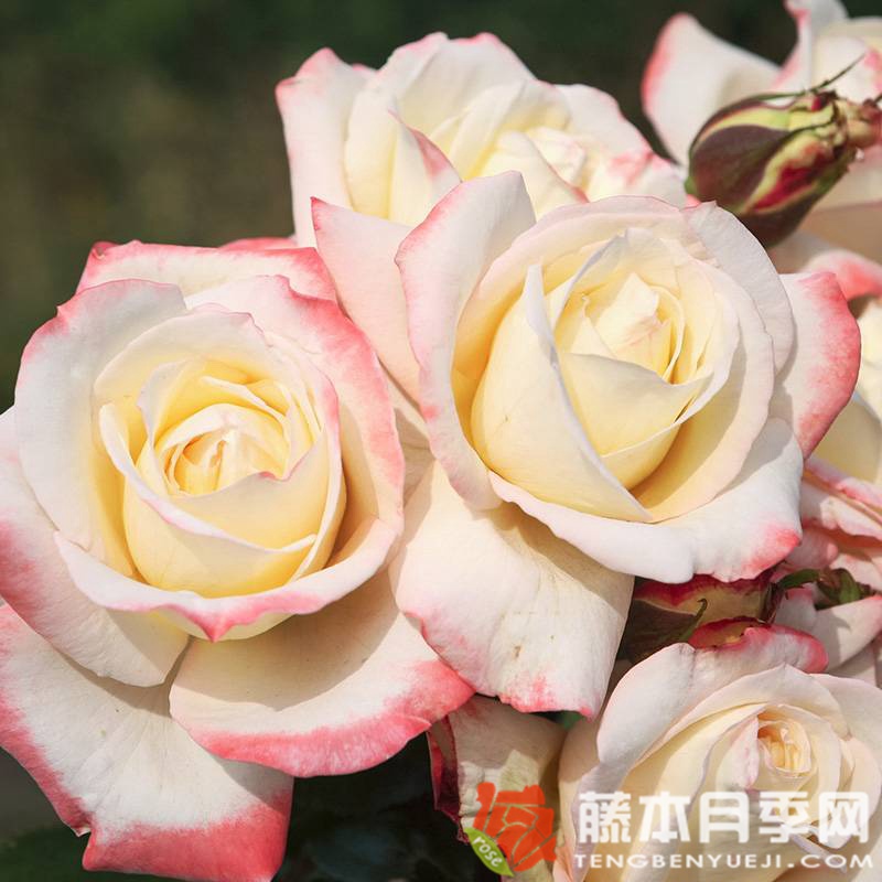 雅典娜月季优缺点 雅典娜月季优缺点
