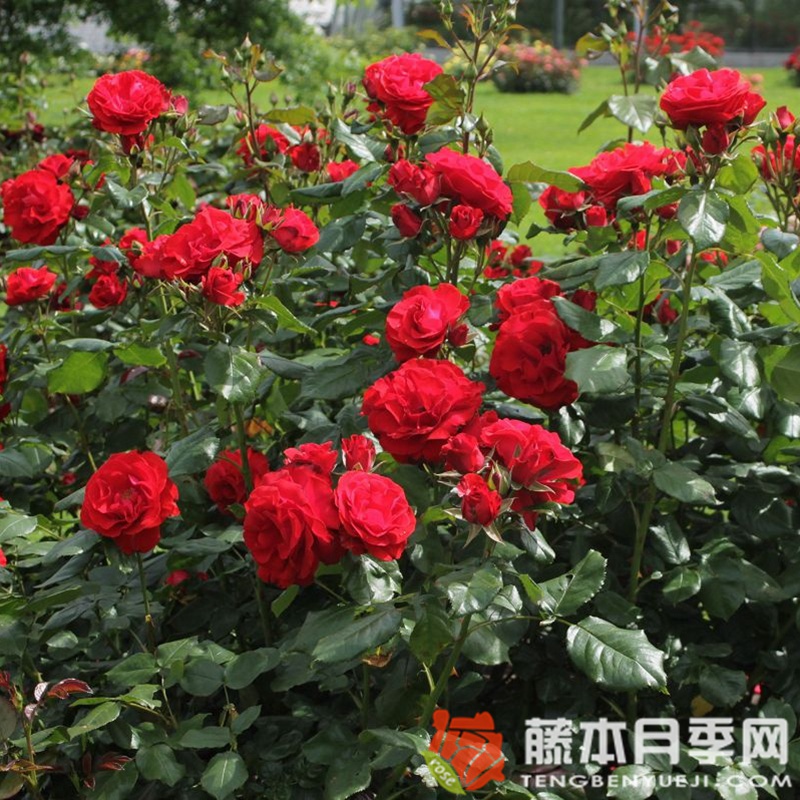 蒙大拿月季 蒙大拿月季
