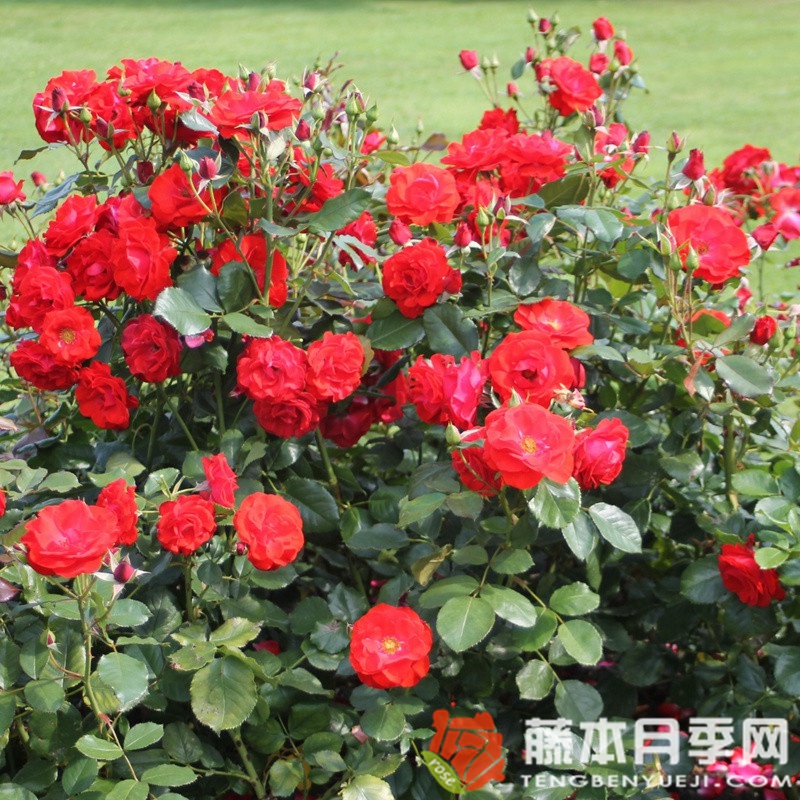 蒙大拿月季 蒙大拿月季