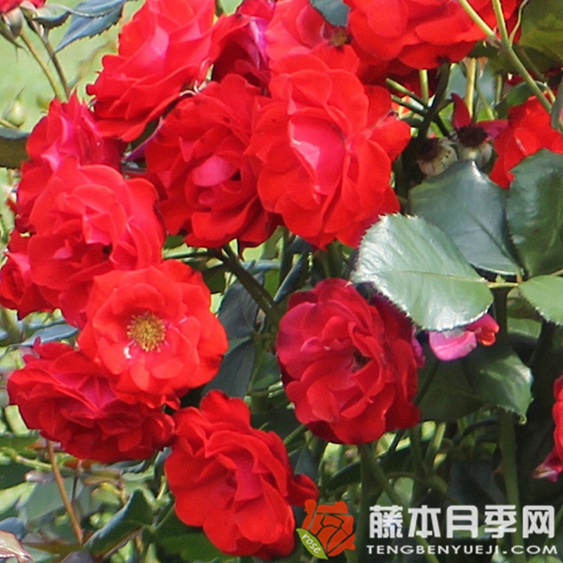 蒙大拿月季 蒙大拿月季