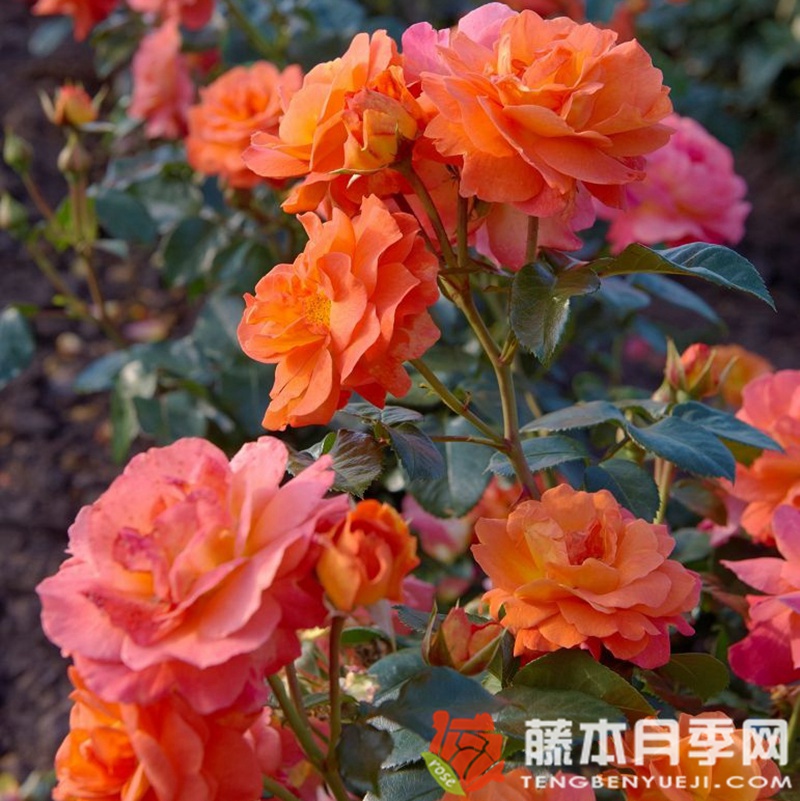 朝日月季 朝日月季