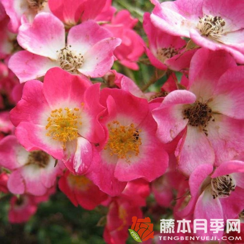莫扎特月季 莫扎特月季