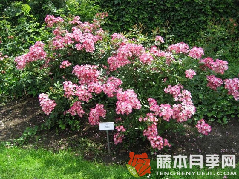 莫扎特月季 莫扎特月季