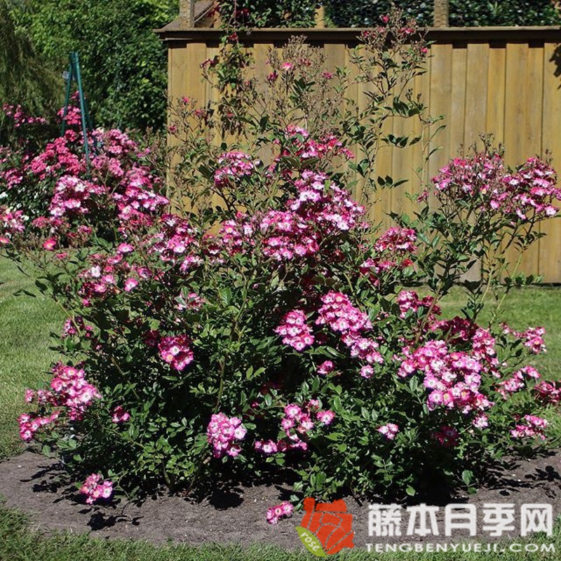 莫扎特月季 莫扎特月季