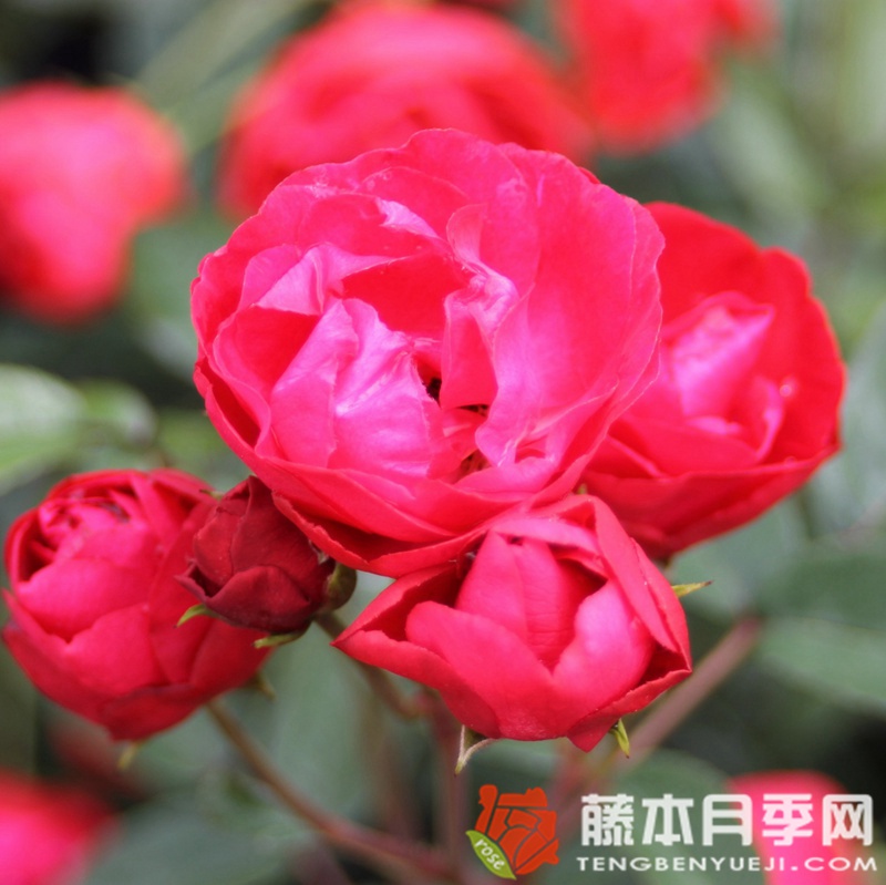 母亲节月季 母亲节月季