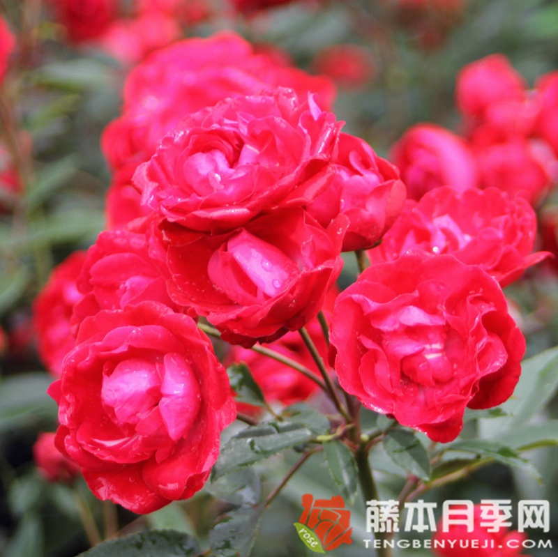 母亲节月季 母亲节月季