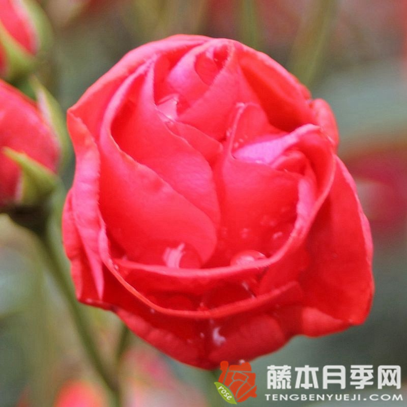 母亲节月季 母亲节月季