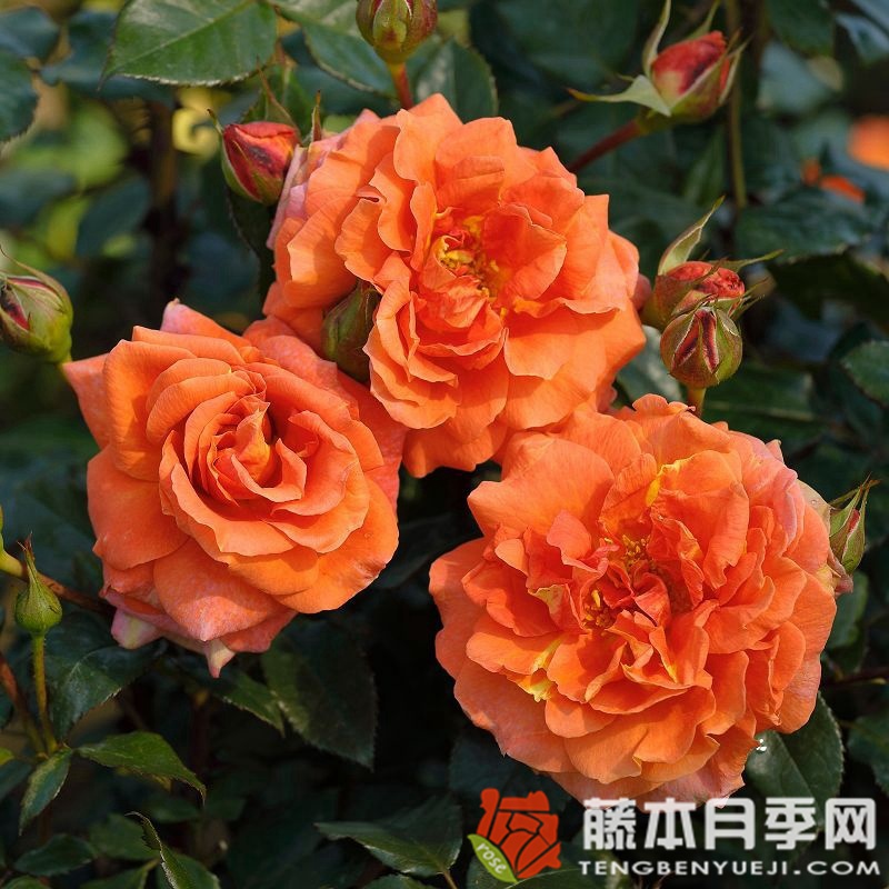 纳兰加月季 纳兰加月季