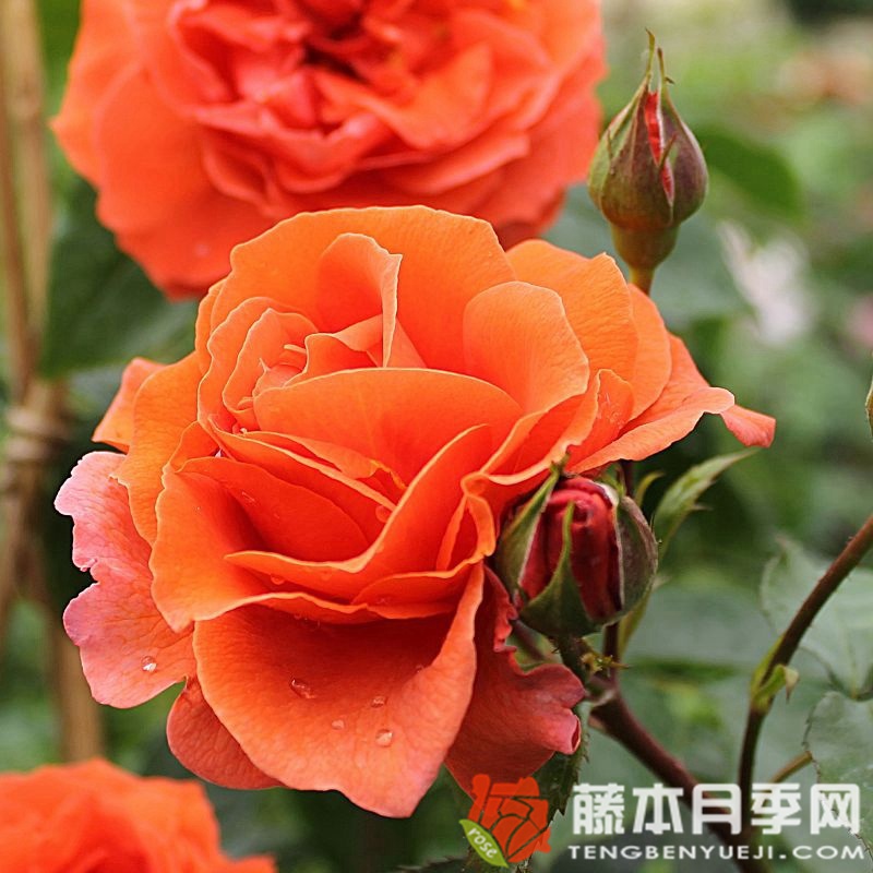 纳兰加月季 纳兰加月季