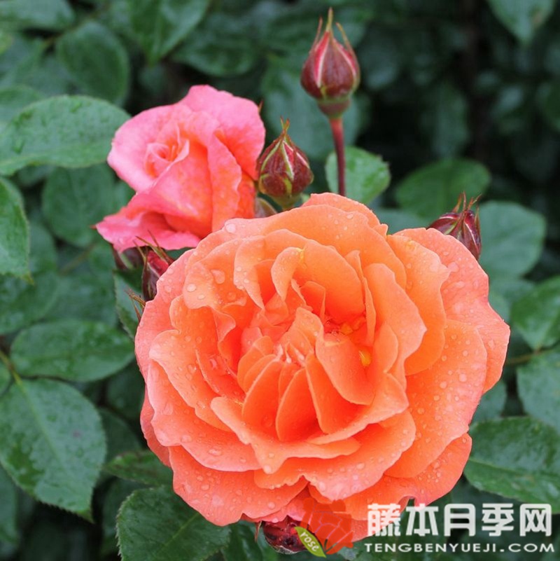 纳兰加月季 纳兰加月季