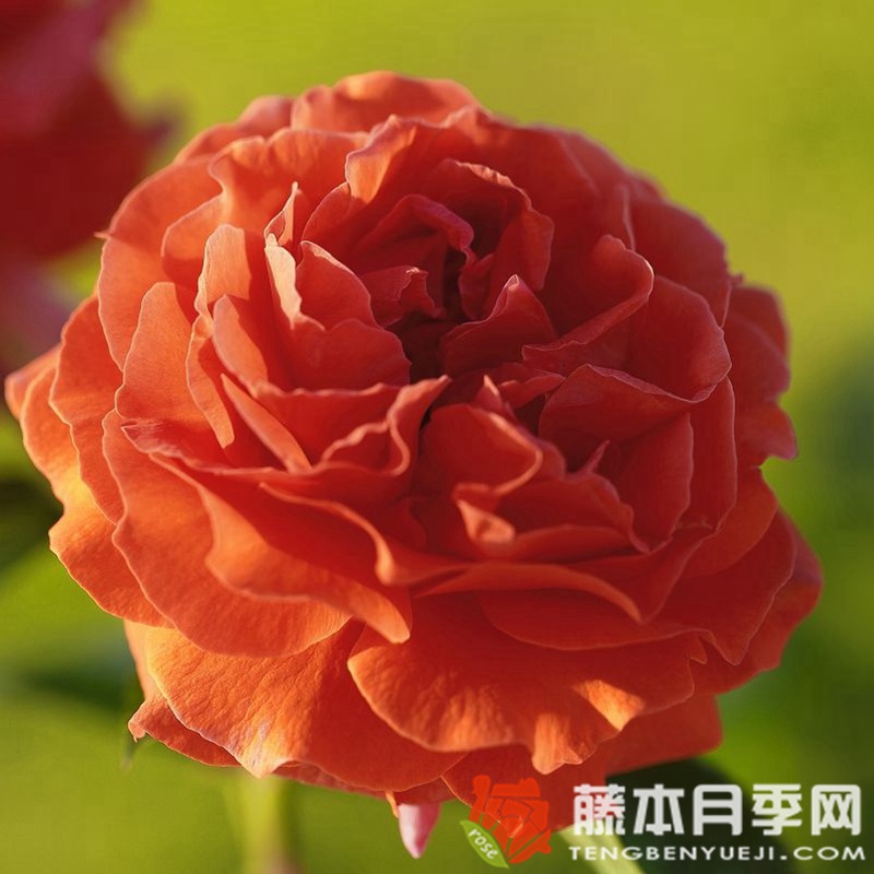 纳兰加月季 纳兰加月季