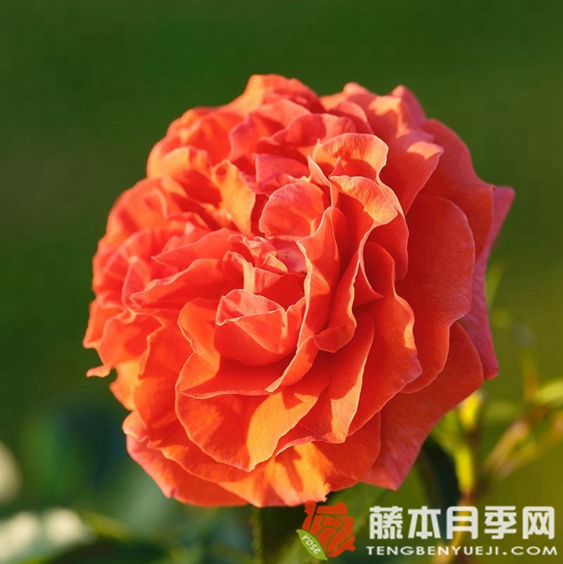 纳兰加月季 纳兰加月季