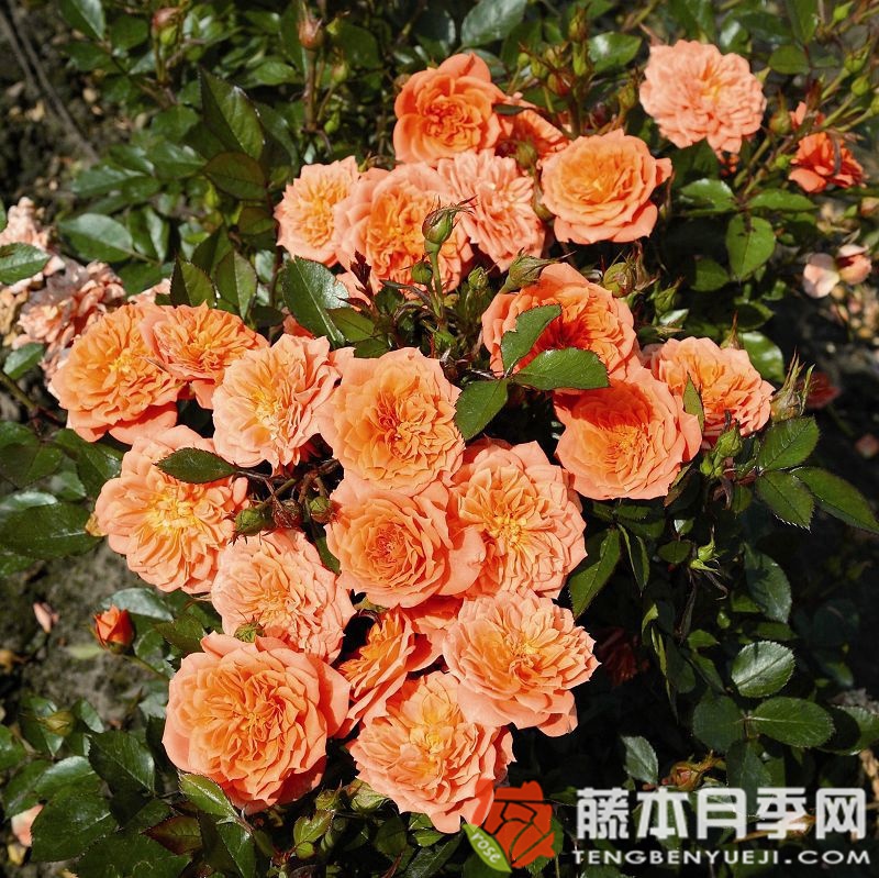 尼内塔月季 尼内塔月季