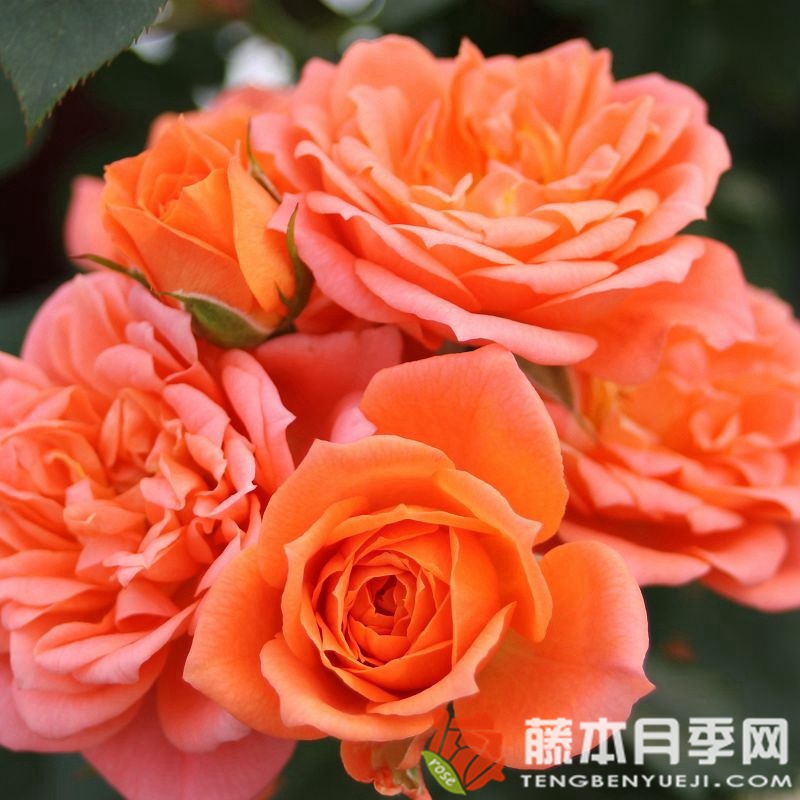 尼内塔月季 尼内塔月季