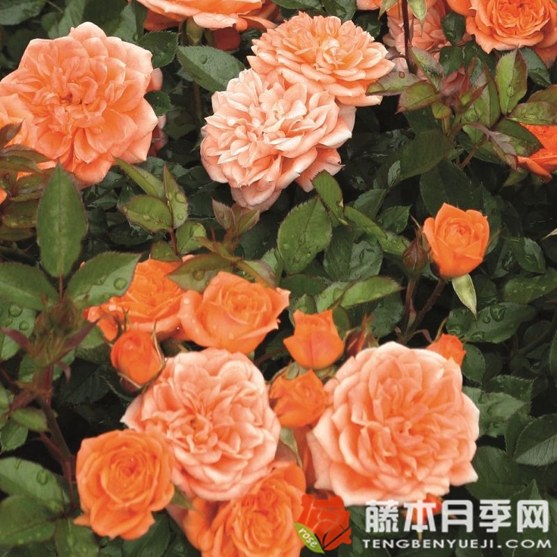 尼内塔月季 尼内塔月季
