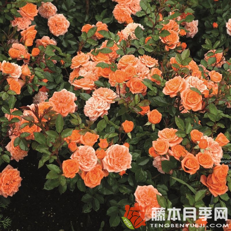 尼内塔月季 尼内塔月季