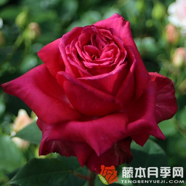 戴安娜玫瑰 戴安娜玫瑰
