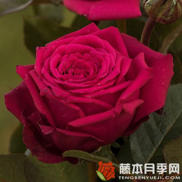 戴安娜玫瑰 戴安娜玫瑰