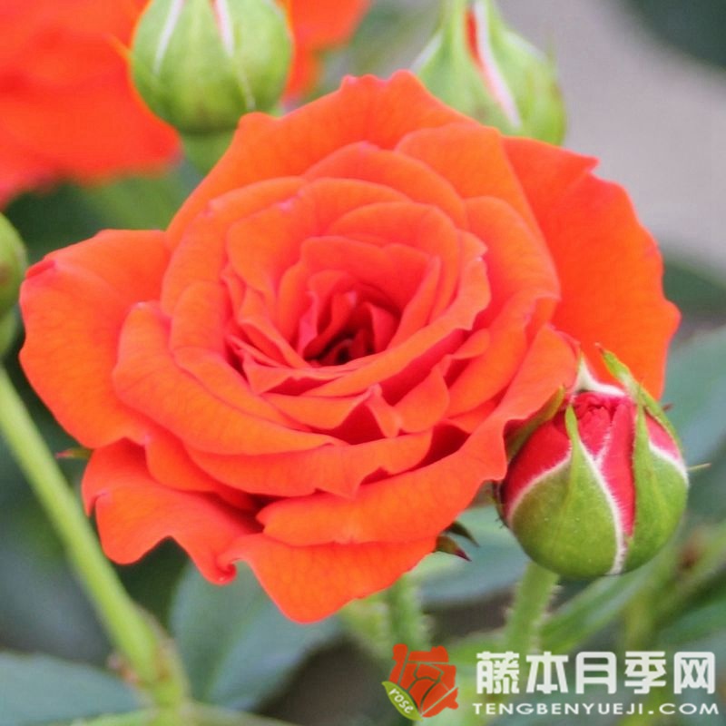橙色樱儿 橙色樱儿
