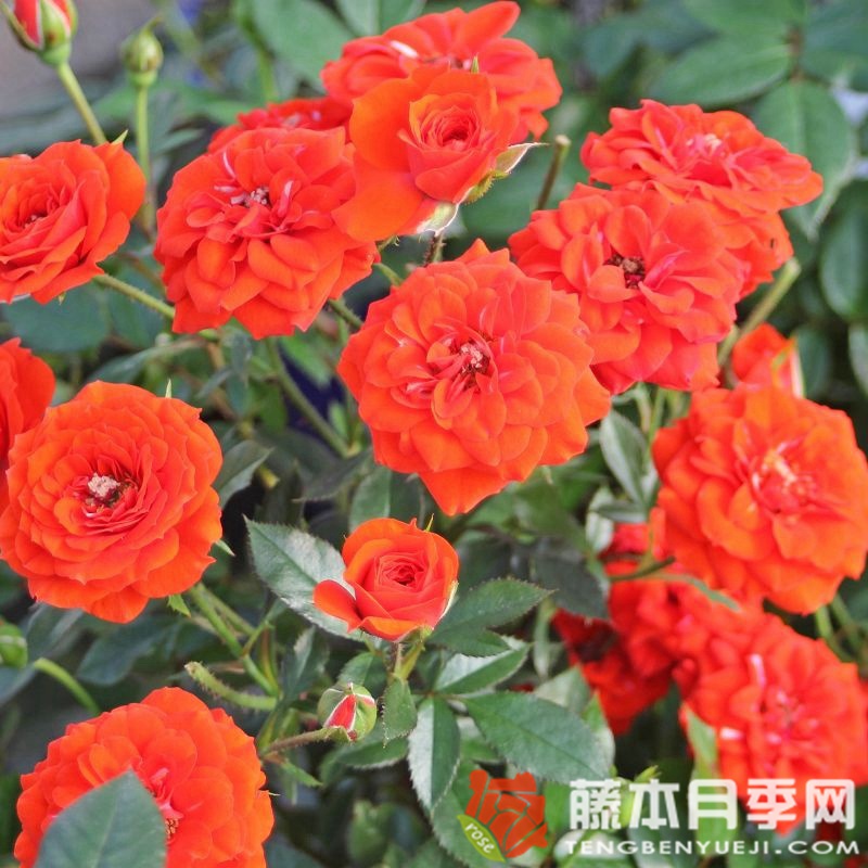 橙色樱儿 橙色樱儿