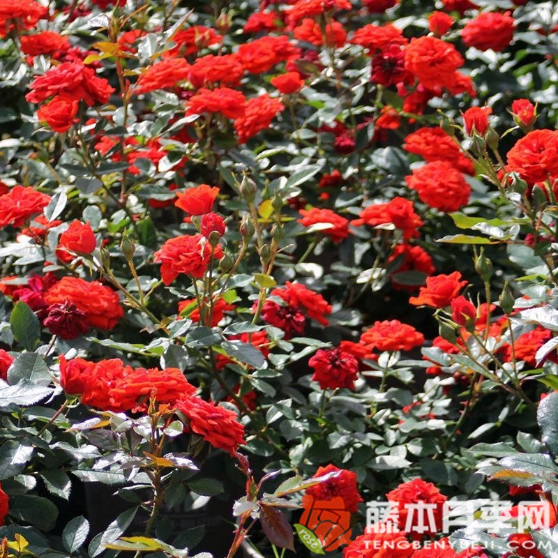 橙色樱儿 橙色樱儿