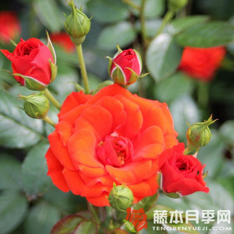 橙色樱儿 橙色樱儿