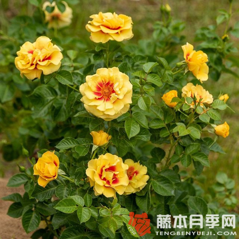 艾林月季 艾林月季