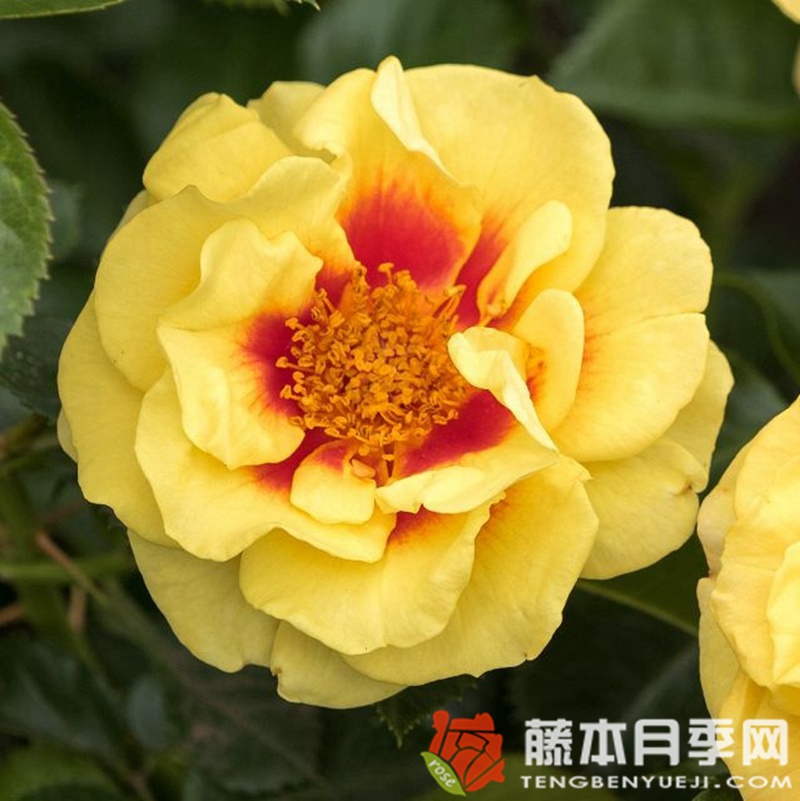 艾林月季 艾林月季