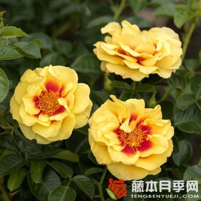 艾林月季 艾林月季