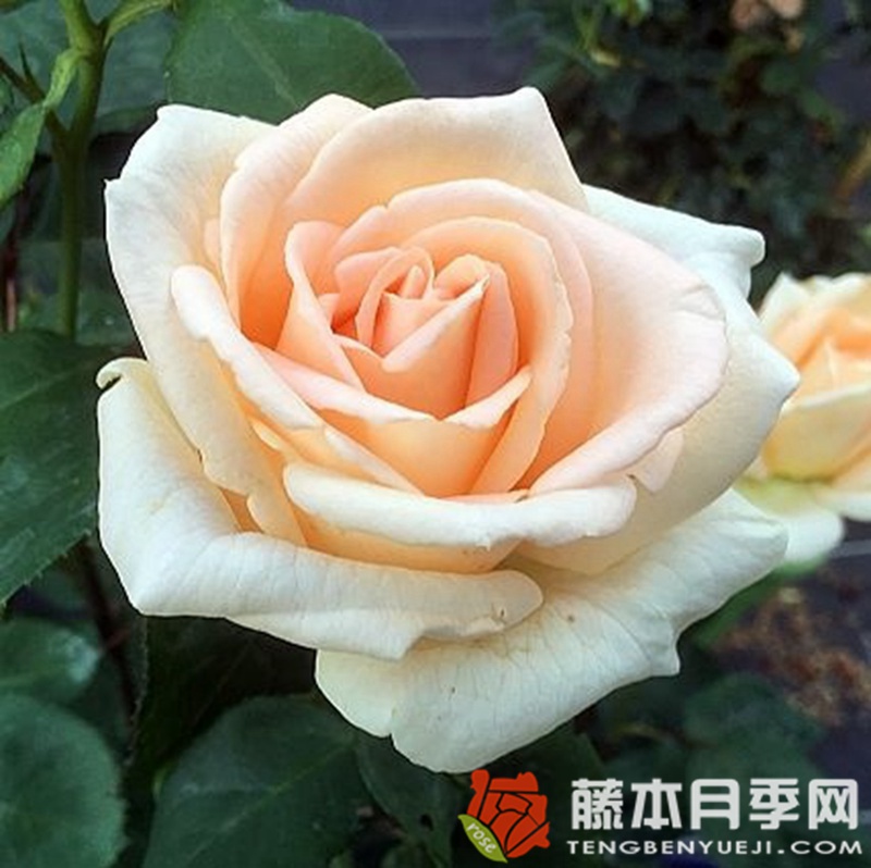 奥塞娜月季 奥塞娜月季