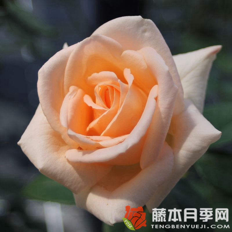 奥塞娜月季 奥塞娜月季