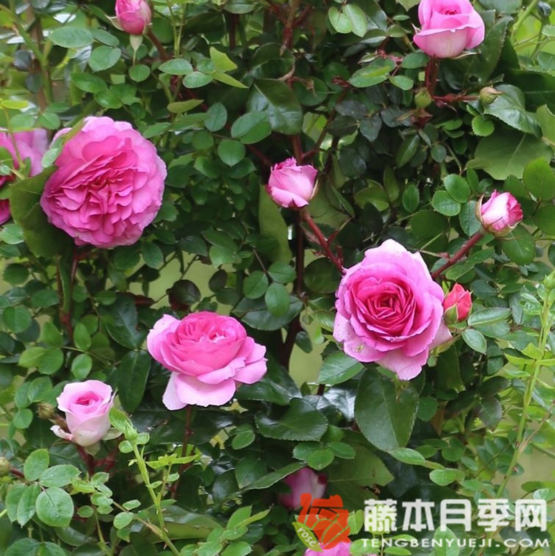 大海月季 大海月季