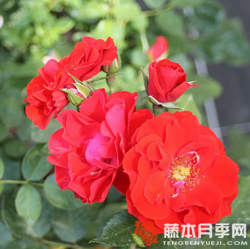 红辣椒粉月季 红辣椒粉月季