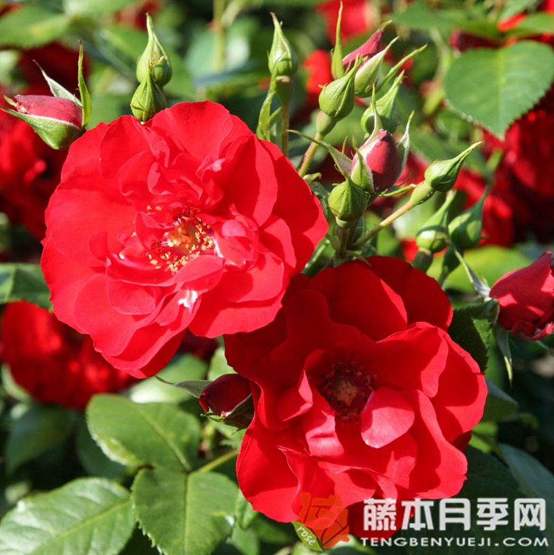 红辣椒粉月季 红辣椒粉月季