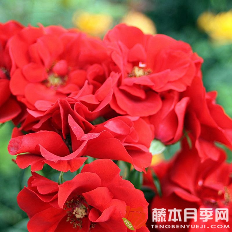 红辣椒粉月季 红辣椒粉月季