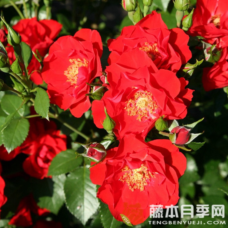 红辣椒粉月季 红辣椒粉月季